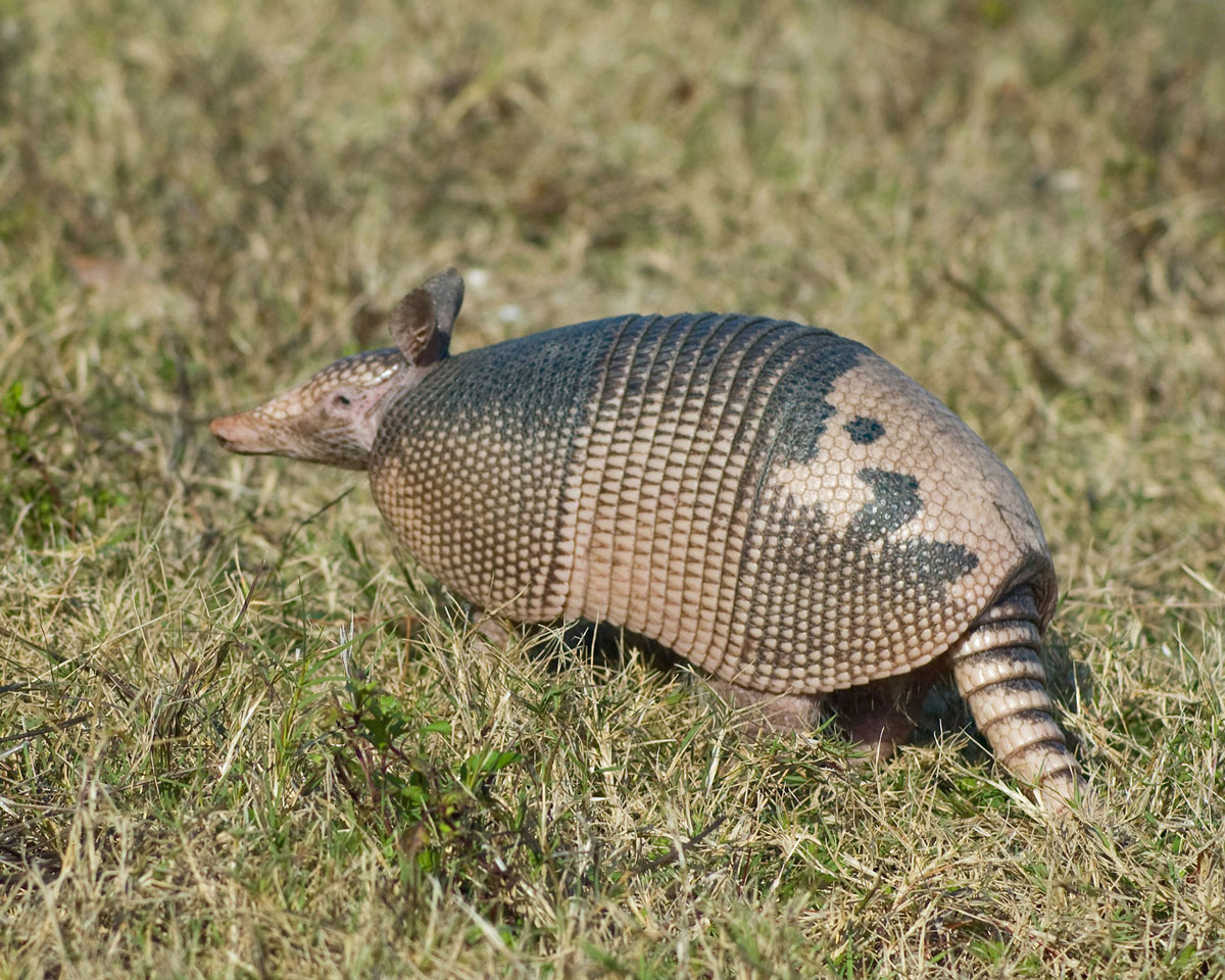 Smokies_Life's tweet image. Ever seen an armadillo in the Smokies? It’s an increasingly common experience. Find out what this unique creature’s arrival in the park might mean for other residents at smokieslife.org/2025/08/08/arm…. #wildlife #armadillos #GSMNP #science
📸: Carole Robertson/USFWS