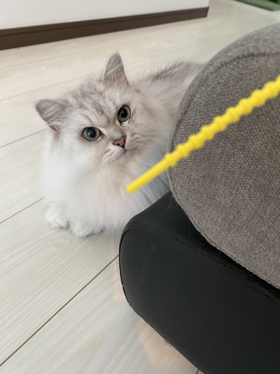 新しいおもちゃ気に入ってくれた。

#チンチラシルバー