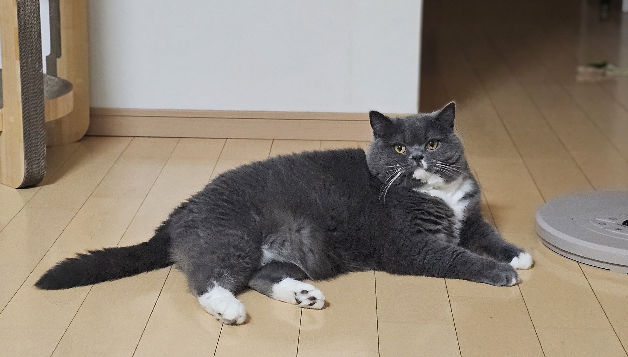 灰猫さん専用 楽天市場】【中型ネコ用】ねこ用 ペットドア G-CD 猫 窓 犬 窓 4