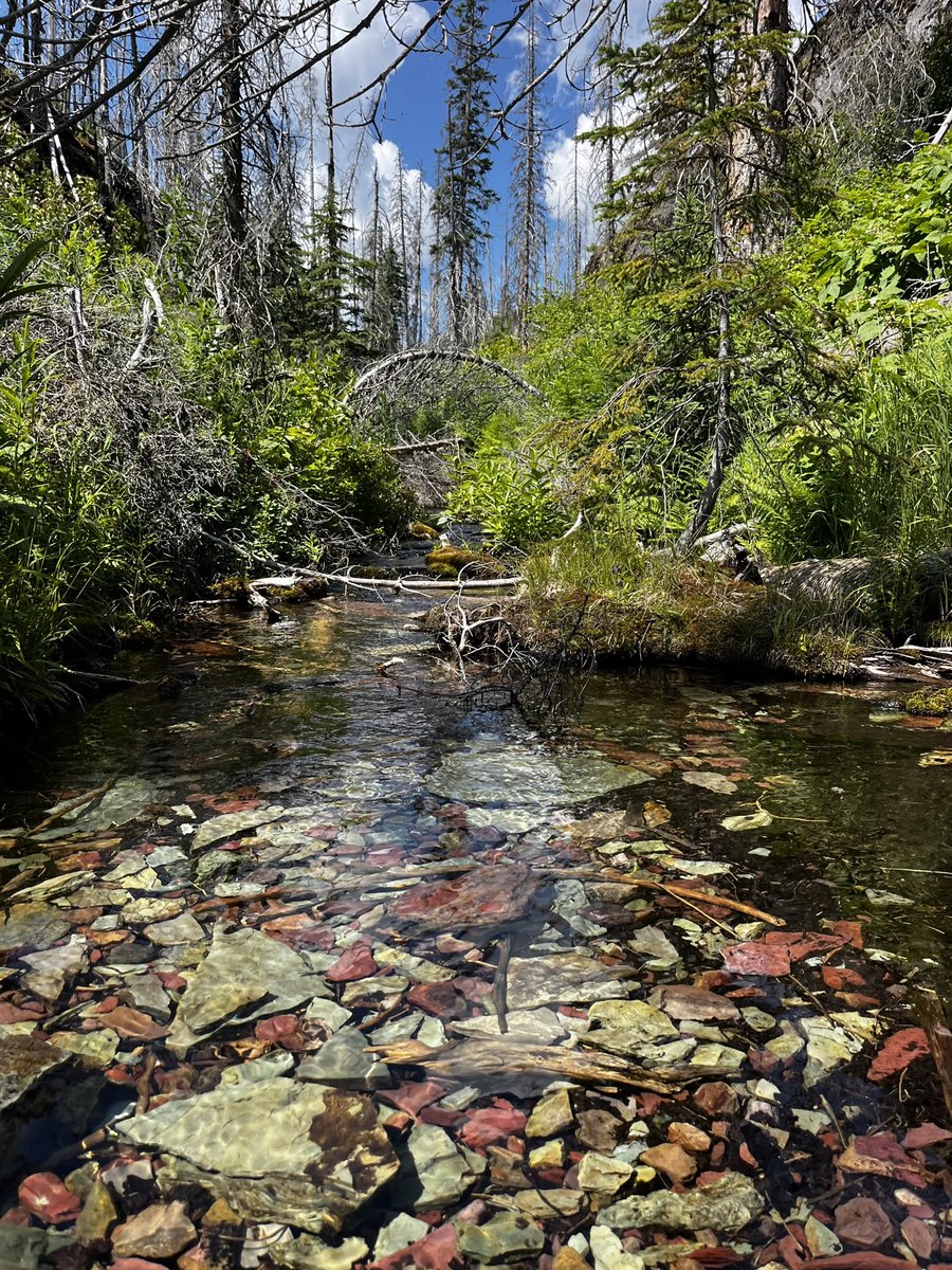 R2DPodcast's tweet image. Share your nature photos with us