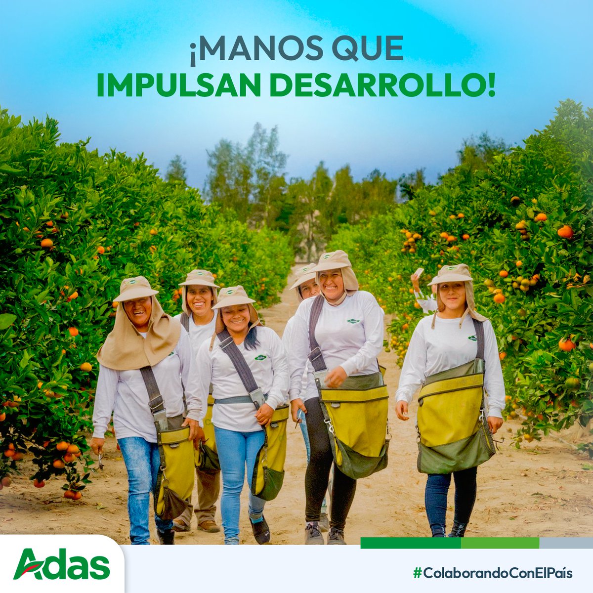 ADASPeru's tweet photo. ¡Mujeres que cultivan progreso 💪
La agroindustria multiplicó por 6 el número de trabajadoras y casi duplicó sus salarios desde 2009, fortaleciendo comunidades y futuro. ✨
👉 Únete: https://t.co/t7vx8dPQFk

#IGUALDADDEGÉNERO #ODS5 #ADAS #Agroindustria https://t.co/gGCHI7XCfM