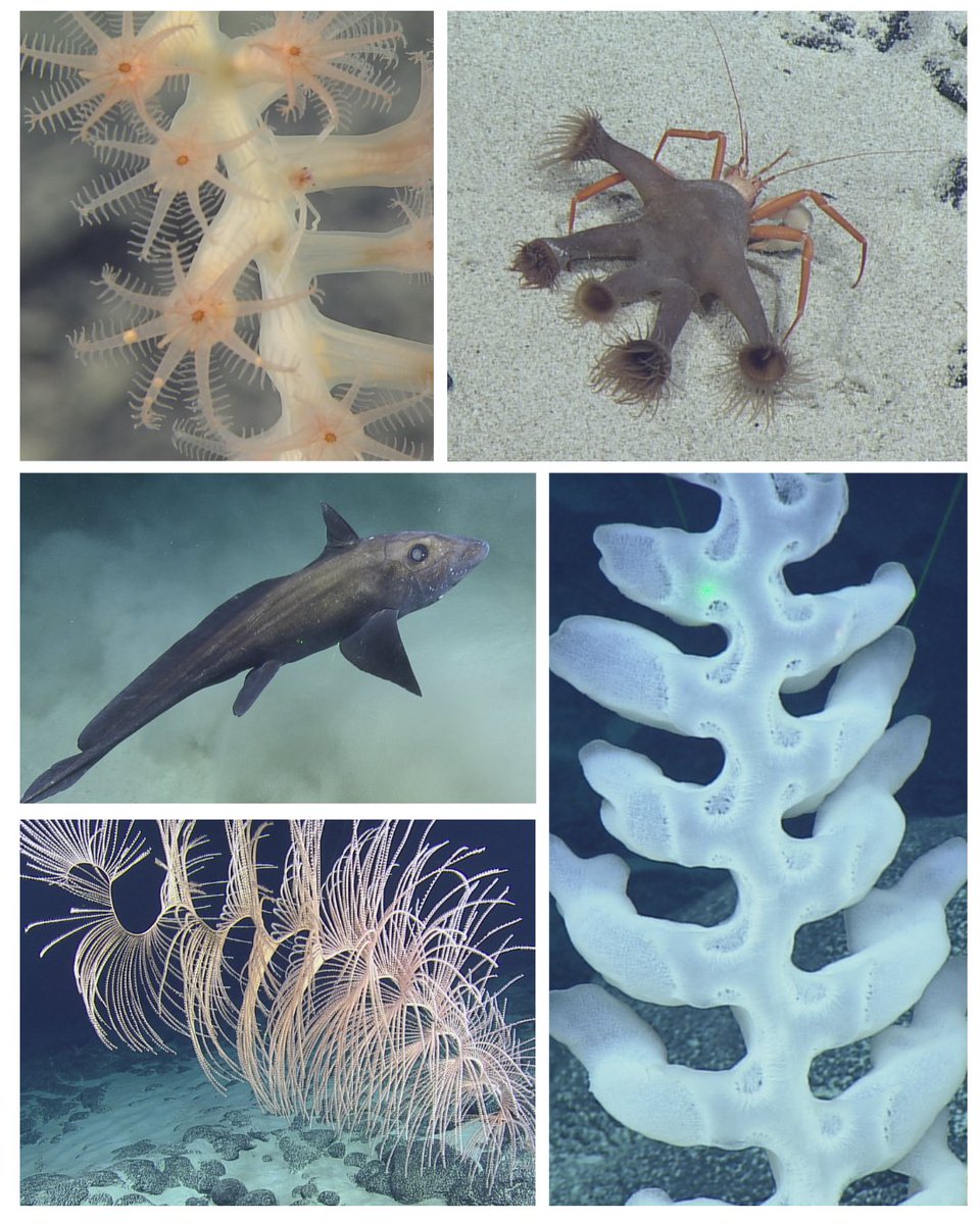 E/V Nautilus tweet media