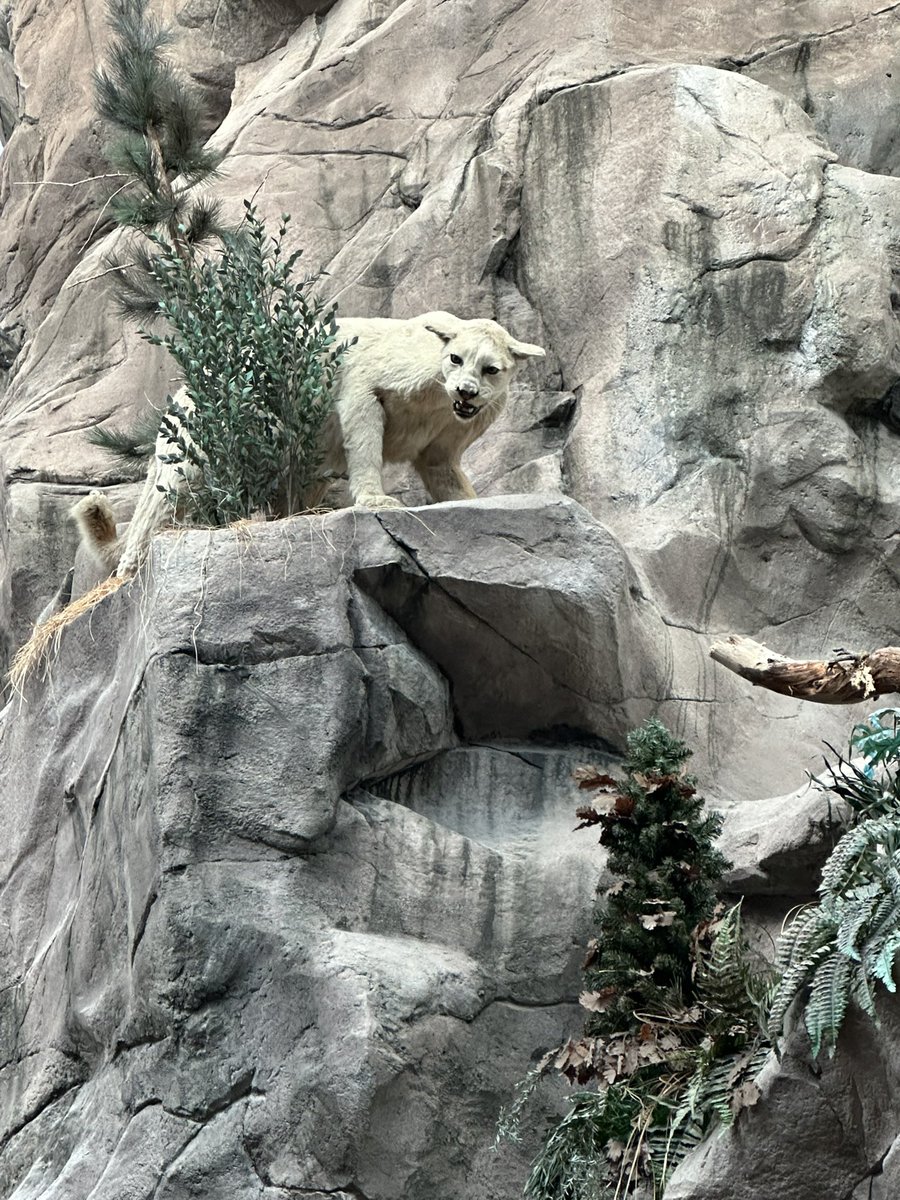 A touch of late afternoon shopping <a href="/BassProShops/">Bass Pro Shops</a>🇺🇸 Definitely feel like I’m being watched 🤔