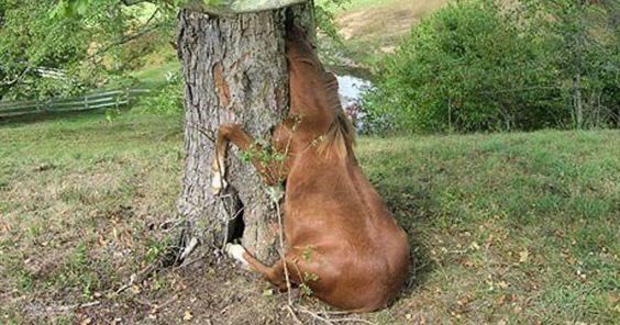 horse stuck in tree very dumb unfortunate and peculiar situation