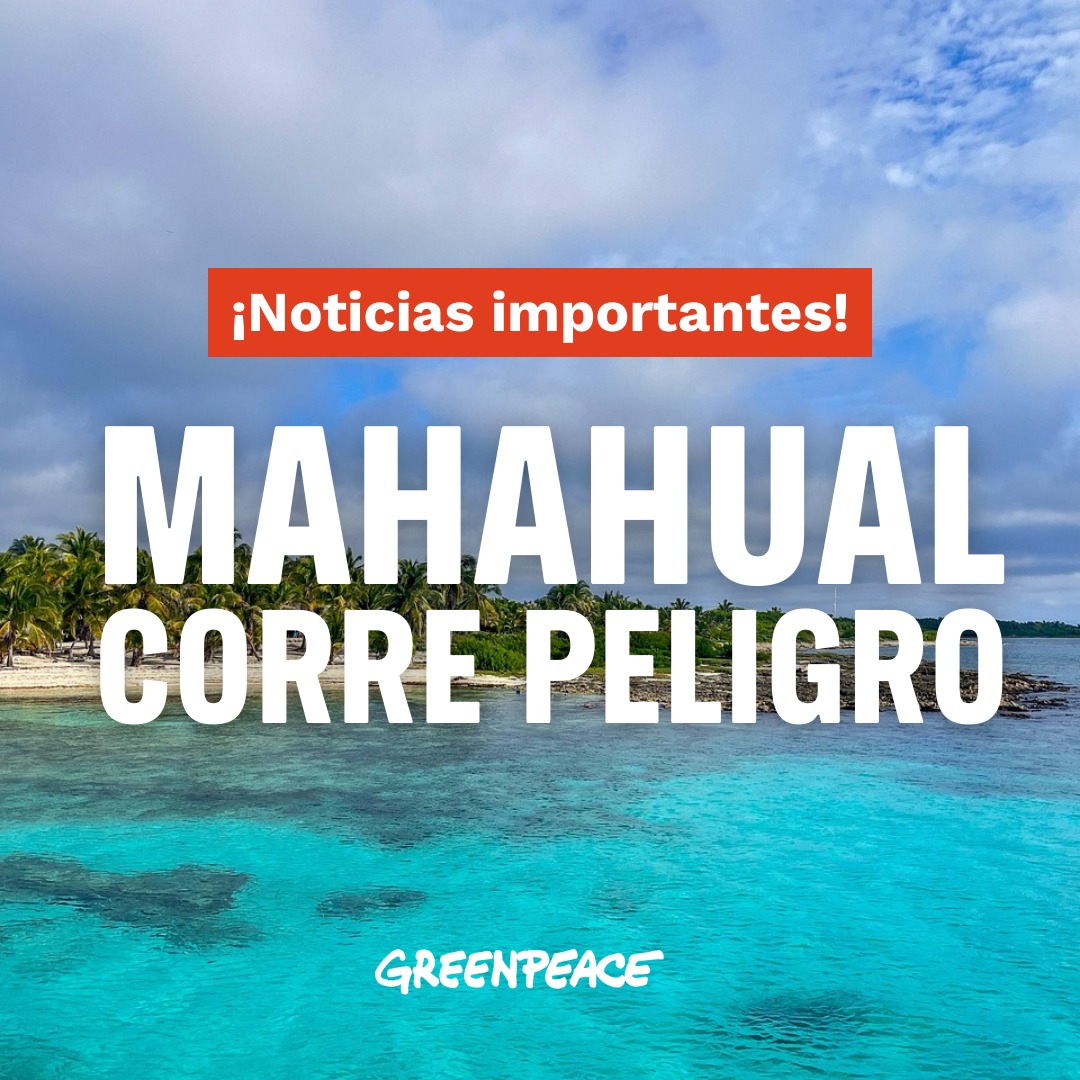 greenpeacemx's tweet photo. 🔴 ¡NOTICIAS IMPORTANTES! 

La biodiversidad de #Mahahual corre peligro por el proyecto turístico “A Perfect Day México! de Royal Caribbean. 

Según notas de prensa, se trata de un proyecto de gran escala, de aproximadamente 90 hectáreas, equivalentes a 126 campos de fútbol. 🧵👇 https://t.co/UrvJSAs64R