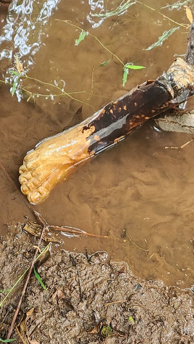 Found a foot in the creek today.  Should I call the cops?