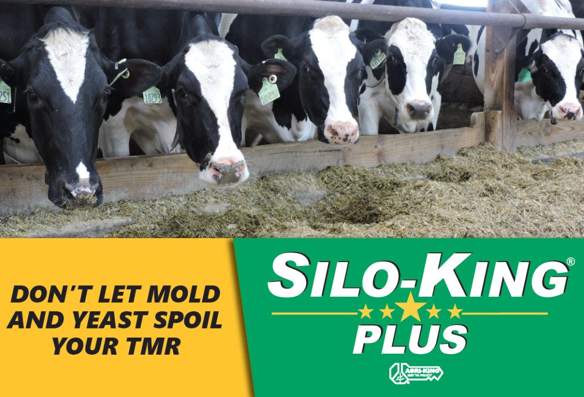 AgriKingInc's tweet image. Silo-King® Plus contains the same enzymes, bacteria strains, and antioxidants as the conventional Silo-King® product. Silo-King® Plus can also be utilized to address TMR heating by adding product directly into the mixer wagon.

#LikeNothingElse #SiloKing #KeyToProfit