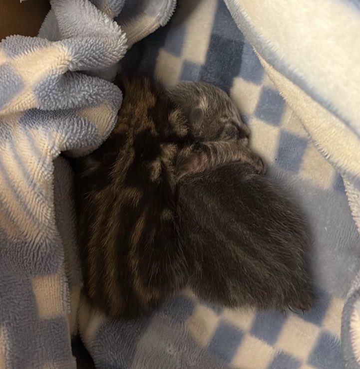 hoy en la mañana abandonaron a estos dos michitos, no deben tener ni una semana de nacidos. 
buscamos a una persona que pueda adoptarlos o darles un hogar temporal con todas las atenciones que necesiten.
por favor, ayúdenme a compartir para conseguirles casita a estos pequeños🏠