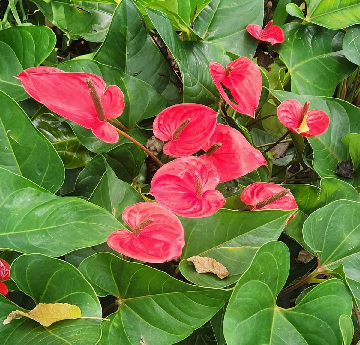 Beautiful <a href="/myriadgardens/">𝐌𝐲𝐫𝐢𝐚𝐝 𝐁𝐨𝐭𝐚𝐧𝐢𝐜𝐚𝐥 𝐆𝐚𝐫𝐝𝐞𝐧𝐬</a> #okc