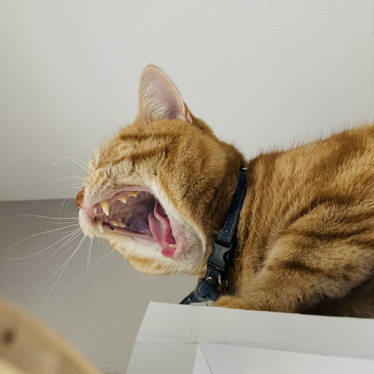 ツナのガォー火曜日。今日も暑いぞ〜