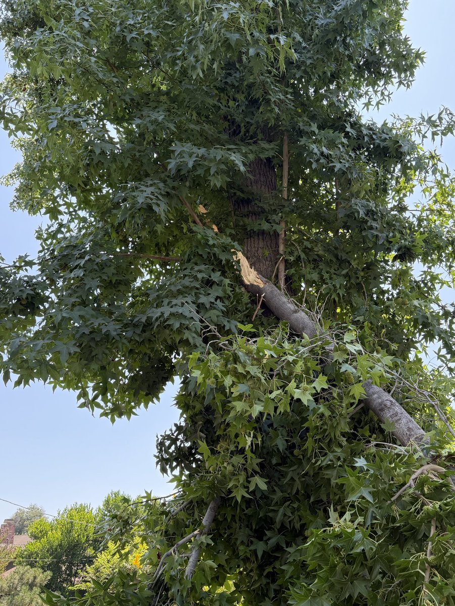 KevyPizza's tweet photo. @PasadenaGov  @Victor__Gordo  Just spoke to someone in the main office and they sent out an emergency to get this branch cleaned up. But further action needs to take place. This tree has to be removed. Accidents like this cant happen again. 989 Worcester Ave. https://t.co/sBljeIgtn8