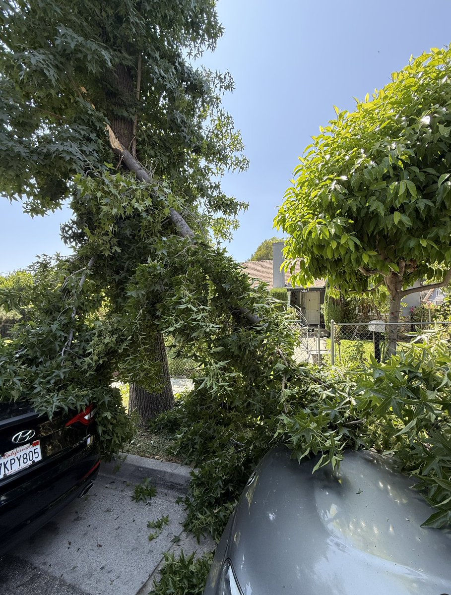KevyPizza's tweet photo. @PasadenaGov  @Victor__Gordo  Just spoke to someone in the main office and they sent out an emergency to get this branch cleaned up. But further action needs to take place. This tree has to be removed. Accidents like this cant happen again. 989 Worcester Ave. https://t.co/sBljeIgtn8