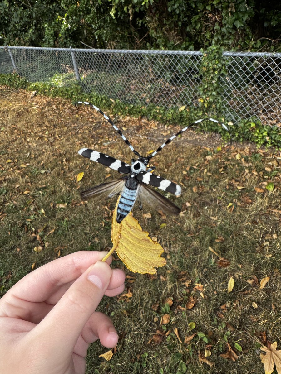 swampsoil's tweet photo. tim burton ass bug (banded alder borer) https://t.co/1Ue4n6hmSq