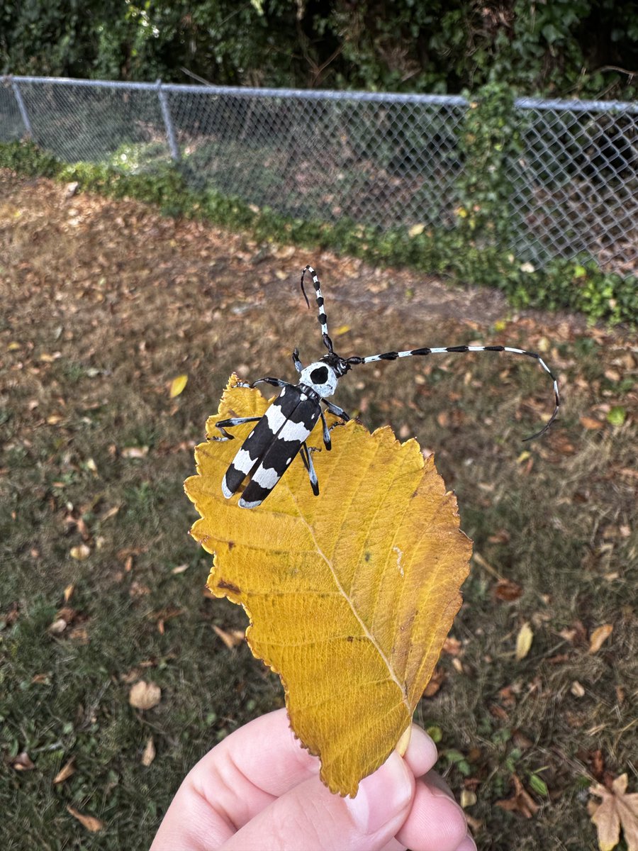 swampsoil's tweet photo. tim burton ass bug (banded alder borer) https://t.co/1Ue4n6hmSq