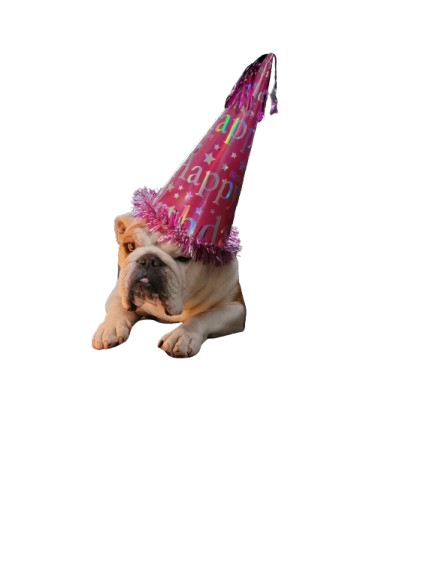 JoatmonCreatns's tweet photo. Happy 10th Birthday to @bulldog_dozer .  The bestest best friend ever! https://t.co/lQPgEX8gf4