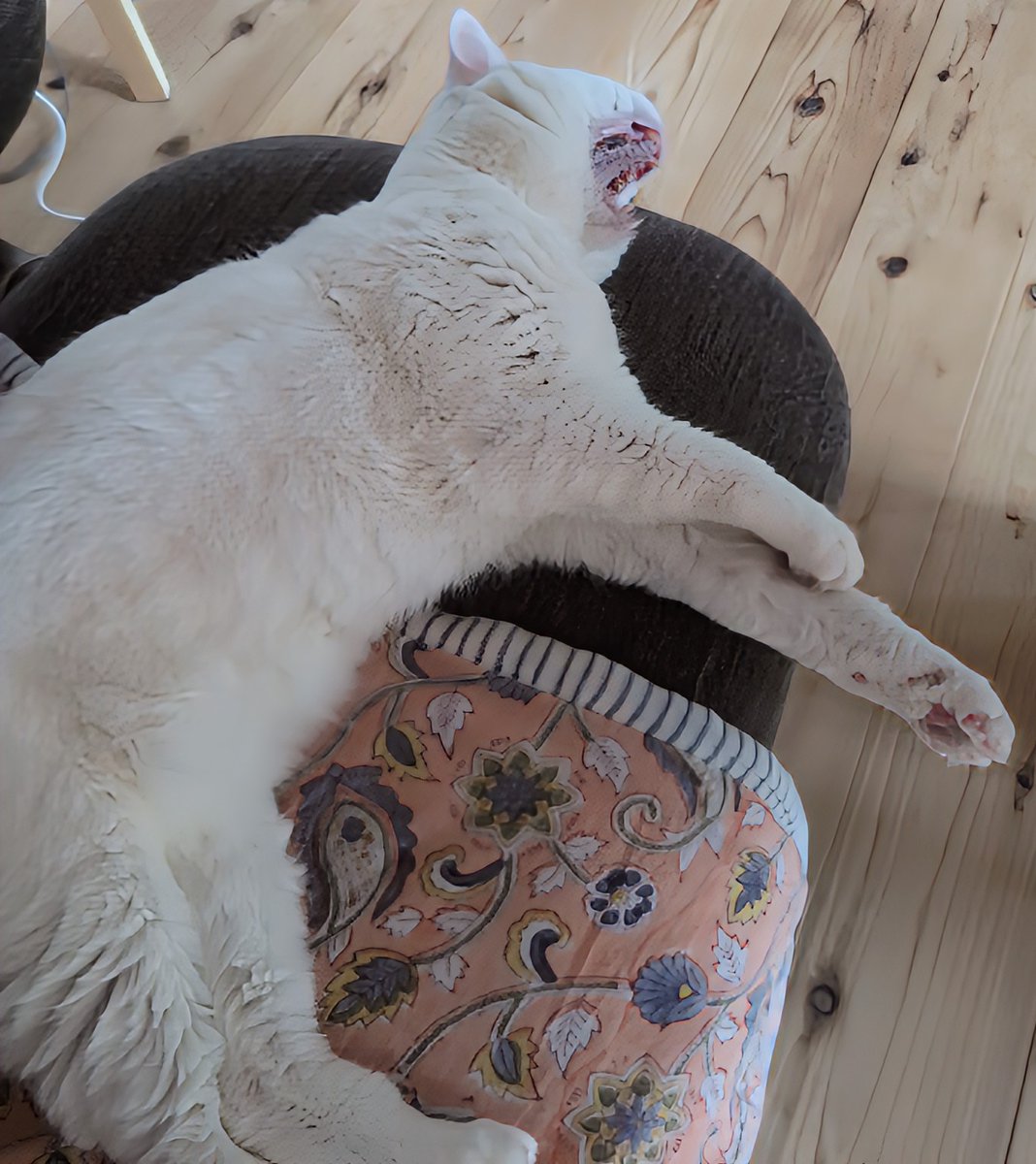 おはようございます☀☀☀

どうも撮影タイミングが合わない(^_^;)ｶﾞｫ～曜日😅💦

今日も暑〜い残暑🥵を乗り切りましょう🤗😸🐢🌹🍀🌻
行って参ります(｀･ω･´)ゞ⛰️🐾🚈🚇️