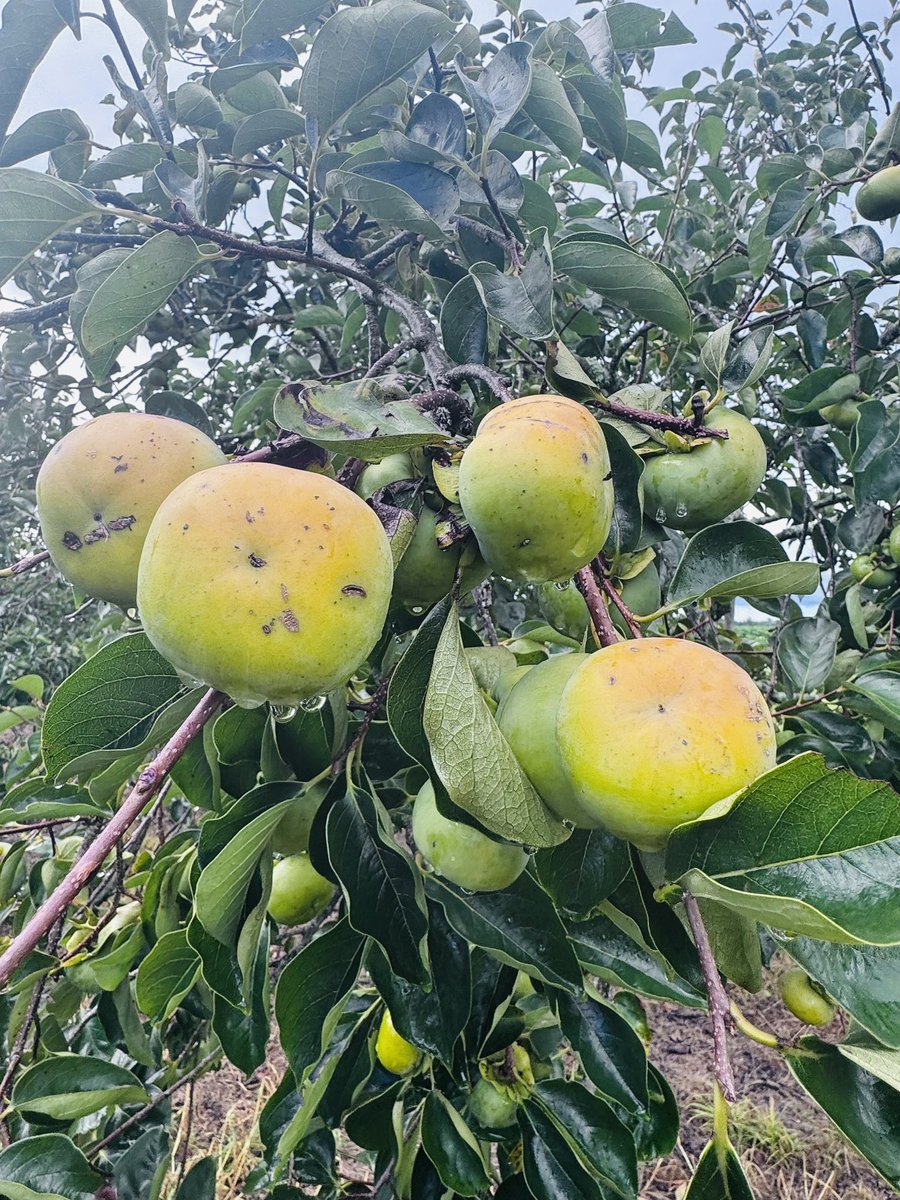 Join us at UF/IFAS NFREC–Quincy for Persimmon Field Day, taste diverse varieties, learn from experts, explore orchards, and discover the potential of persimmons in North Florida. All are welcome!
<a href="/ufhorticulture/">UF/IFAS Horticultural Sciences</a> <a href="/ufifasnfrec/">UF IFAS NFREC</a>