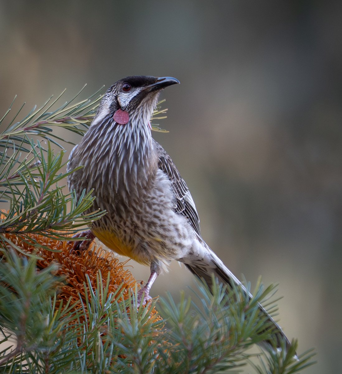 Canberra Things tweet media