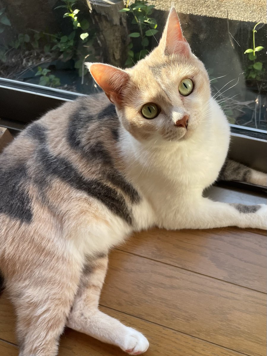 おはにゃん🐈🐾