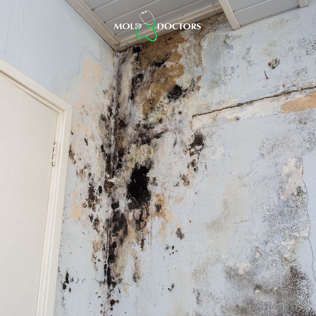 MoldDoctors's tweet photo. Dealing with water damage? Where there’s moisture, mold follows. We stop it in its tracks.

🧰 Professional. Thorough. Guaranteed.

#MoldPrevention #MoldRemediationExperts https://t.co/oWUDJs8ve5