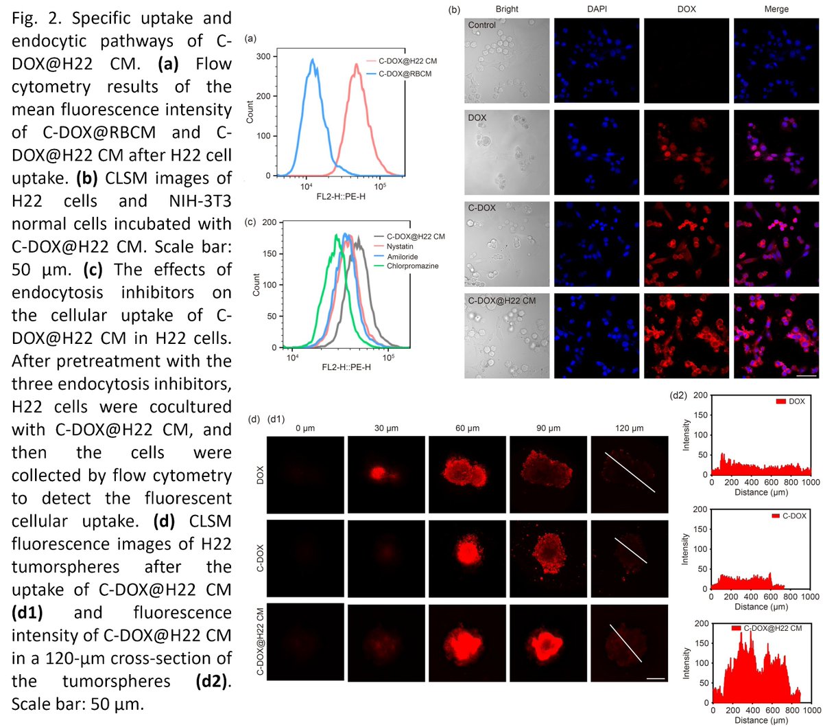 Bio-Design and Manufacturing (@biodesignmanuf) on Twitter photo Homologous cancer cell membrane-camouflaged natural pH-sensitive chalk for enhanced drug targeting delivery in hepatocellular carcinoma
doi.org/10.1631/bdm.24…
<a href="/ZJU_China/">Zhejiang University</a> <a href="/CCZU1978/">Changzhou University</a> Homologous cancer cell membrane-camouflaged natural pH-sensitive chalk for enhanced drug targeting delivery in hepatocellular carcinoma
doi.org/10.1631/bdm.24…
<a href="/ZJU_China/">Zhejiang University</a> <a href="/CCZU1978/">Changzhou University</a>