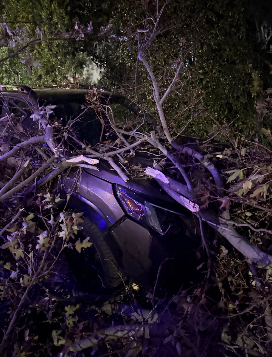 KevyPizza's tweet photo. I should also mention during the wind storms on the night of the fires a large part this same tree was severed off the top and flew across and landed on the hood of my car. Again - this tree was not maintained properly and needs to be removed https://t.co/Hjc8lCmF20