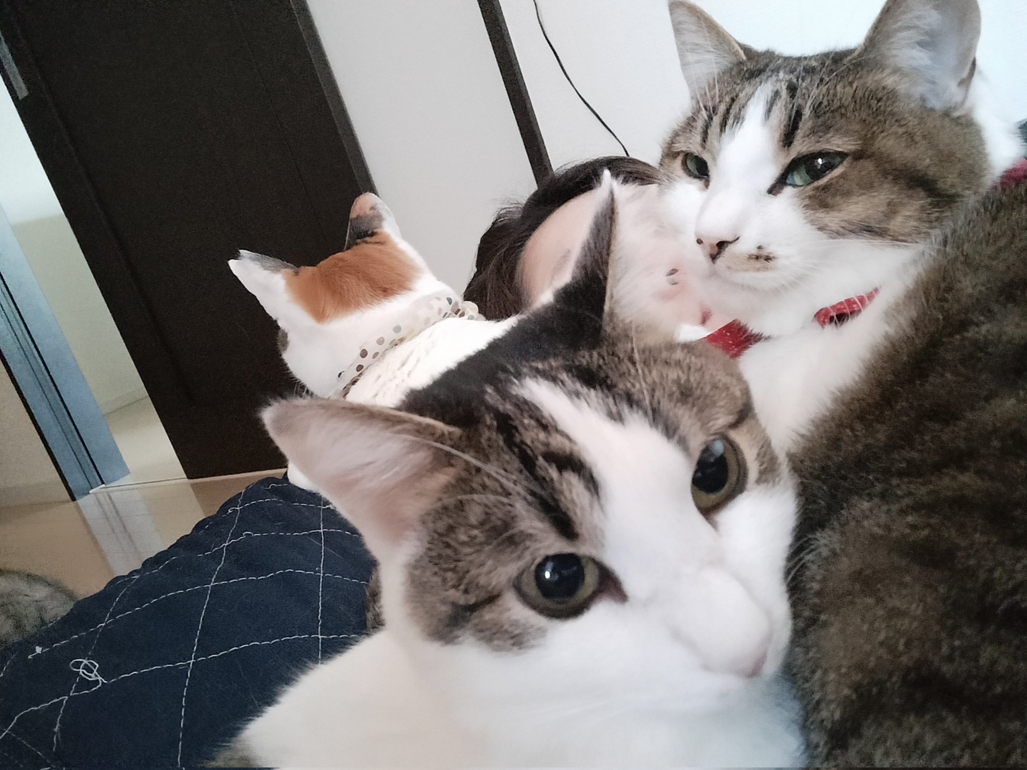 猫Love cat #aicat #kitten | cats | TikTok