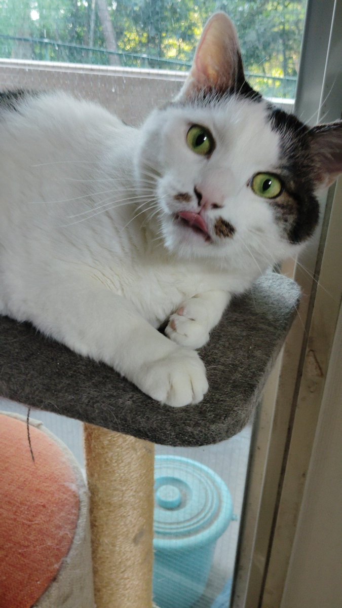 おはようございます😃
マメちゃん舌が出てますよ～
本日も宜しくです！
#猫のいる暮らし