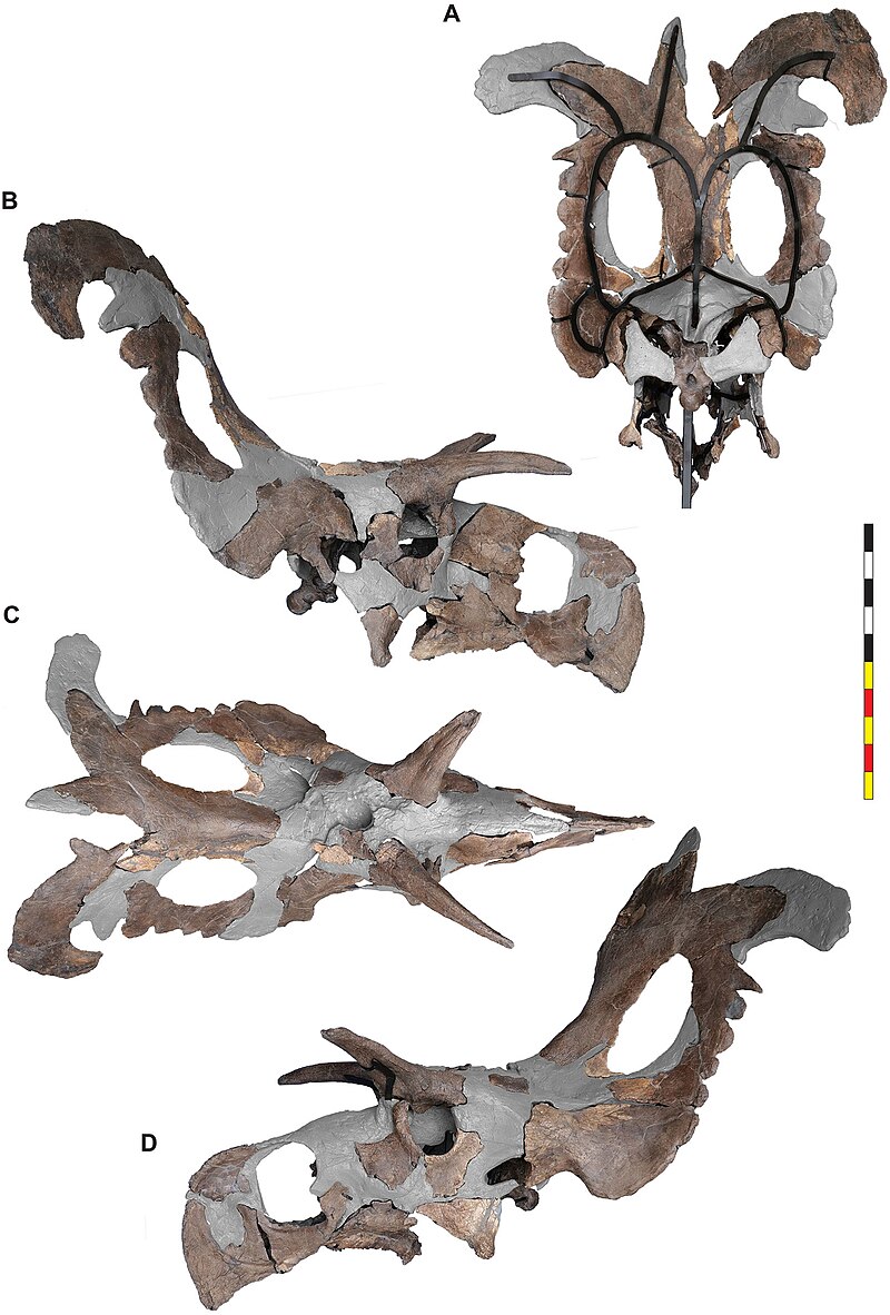 Total_Dino's tweet photo. This day in paleontology history:

June 20, 2024
Lokiceratops was described by Loewen et al.
#ThisDayInHistory #paleontology https://t.co/oevDopB1Zg
