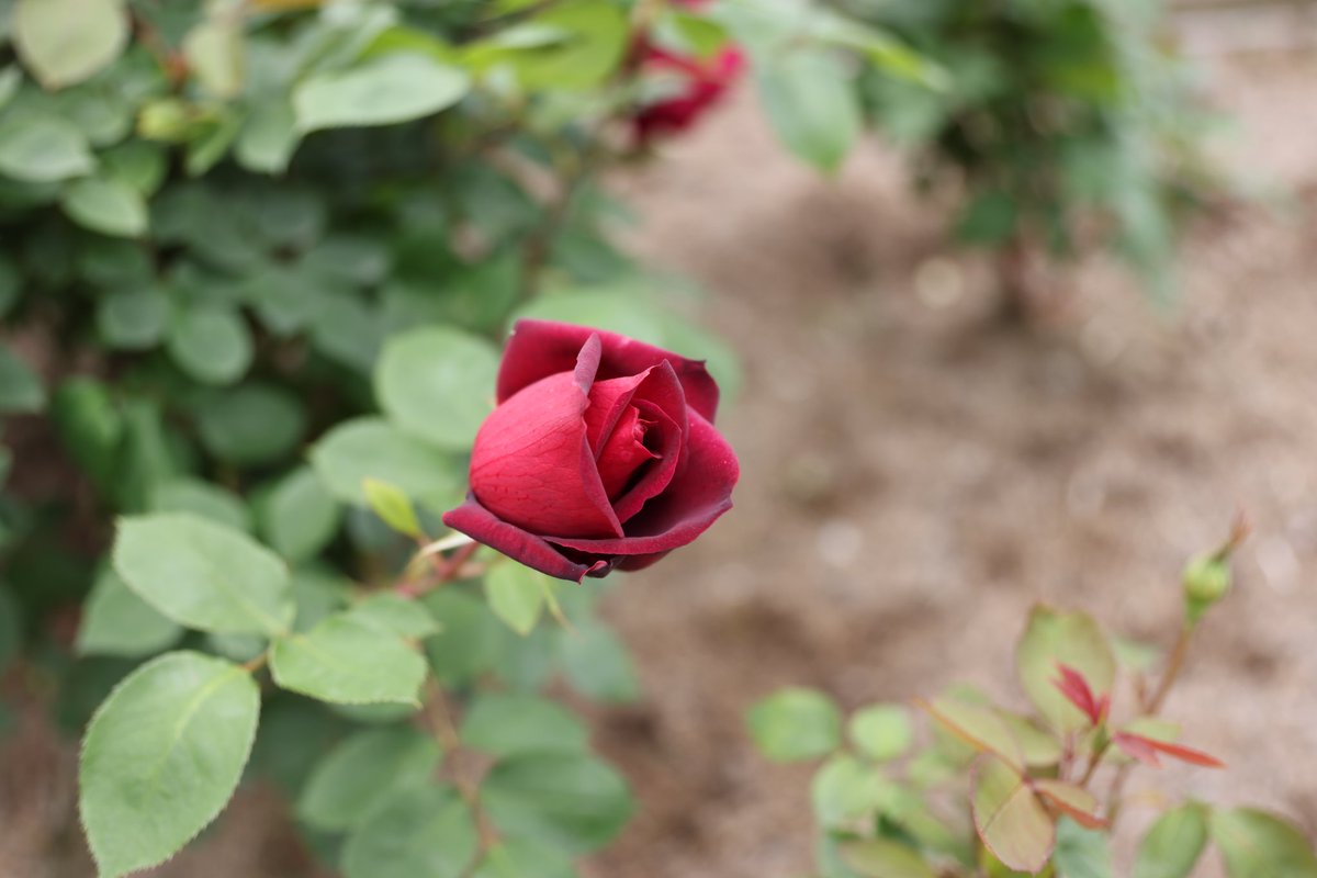 おはようございます。