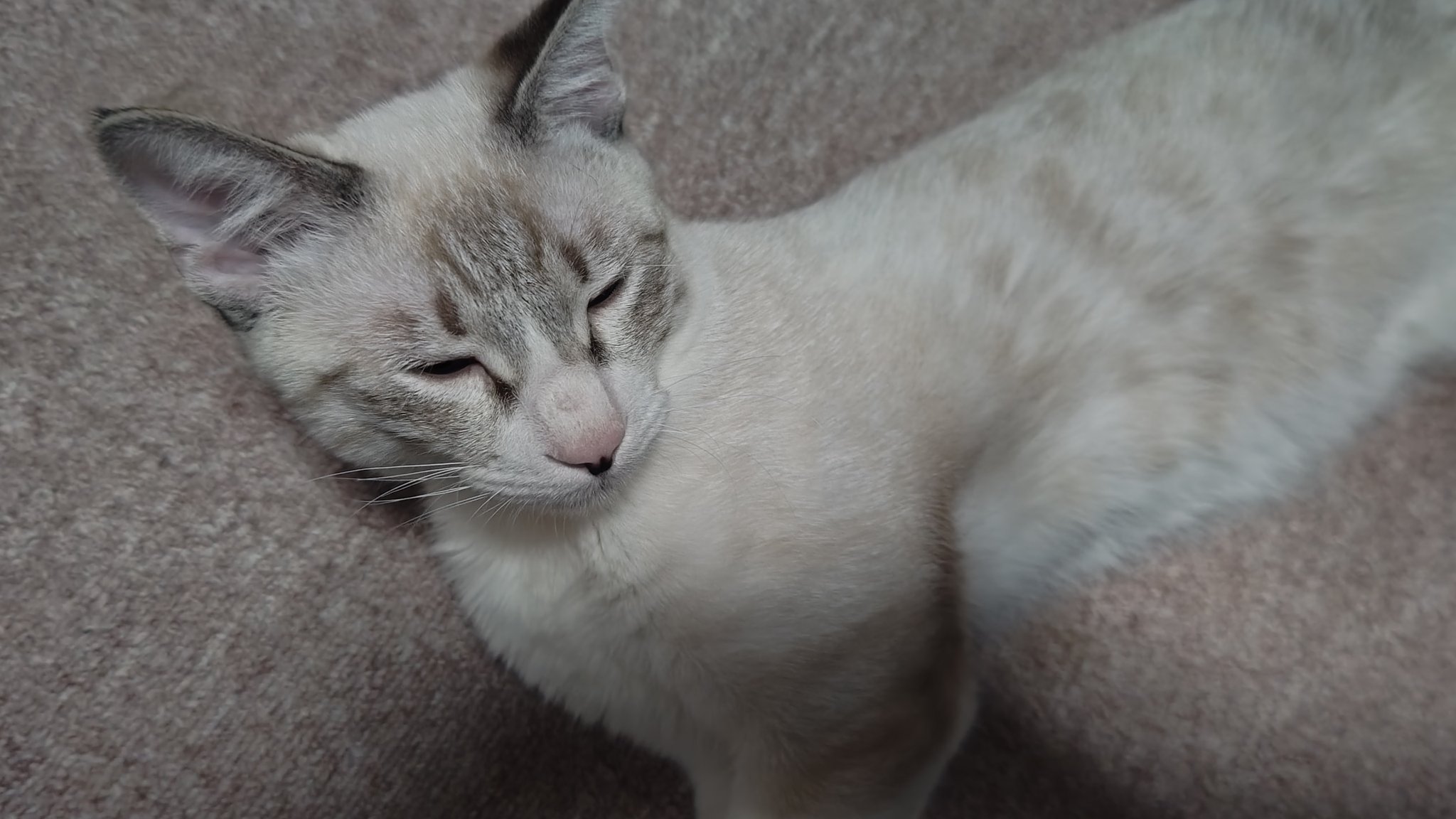 野良猫キング YdOrmnUr_200x200.jpg