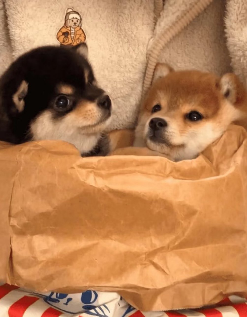 専用　ビーグルソラ様 ビーグル（beagle）犬との暮らし】 on X: 