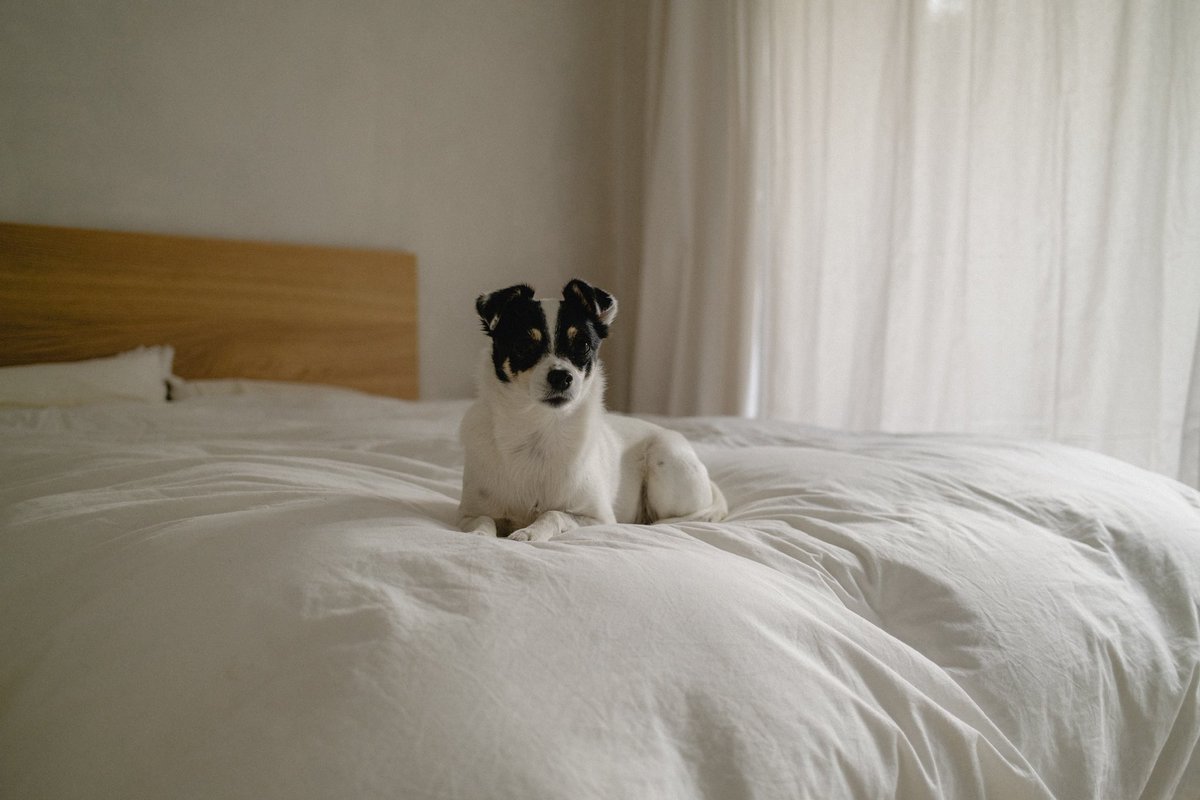 masakolea's tweet image. 体の自分を存在させた瞬間、自分が小さくなり途端に自信がなくなる。足りないもの人と比べて劣っているものだけが目立ってきて、自分は何も出来ていないし分かっていないと思う。

そんな自分で心に歓喜が来るはずもなかった。心に歓喜がないのは5感覚と脳だけで認識するから。
#nTech
#認識技術