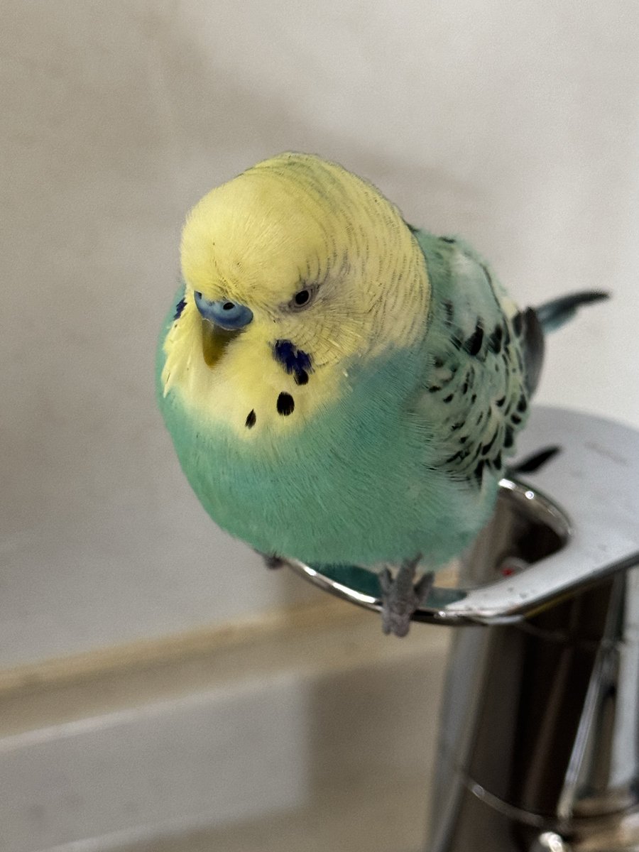 (   ¯꒳¯ )ﾄﾞﾓﾄﾞﾓ 僕の羽色は最初、青だったんだ！8歳7ヶ月羽色が黄色味がかってきたんだ！足も青が抜けてきてて。
鳥も歳をとると犬猫みたいに色抜けするのかな？#ちっち君