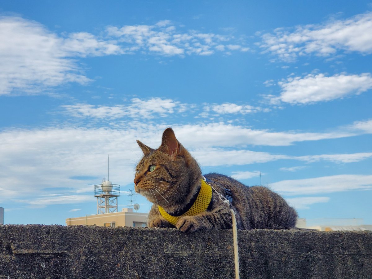 仙台の空(2025.08.19AM6.30)
おはようございます
高気圧に覆われて晴れますが昼過ぎから夕方にかけては東部を中心ににわか雨の可能性があります。
最高気温は35℃きのうと同じかやや高い所が多く３５度に達して猛暑日となる所もある見込みで熱中症に警戒してください。

#いまそら