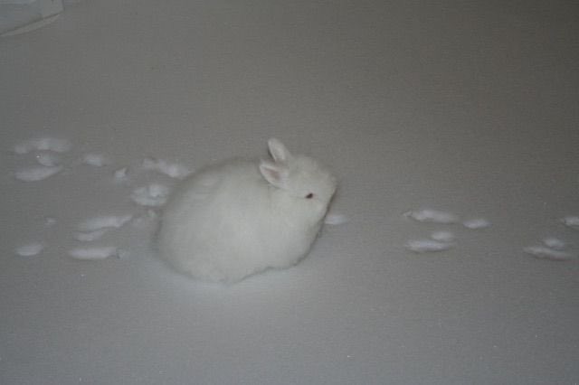 Bunnies's tweet photo. https://t.co/ZDScPY6G1Y