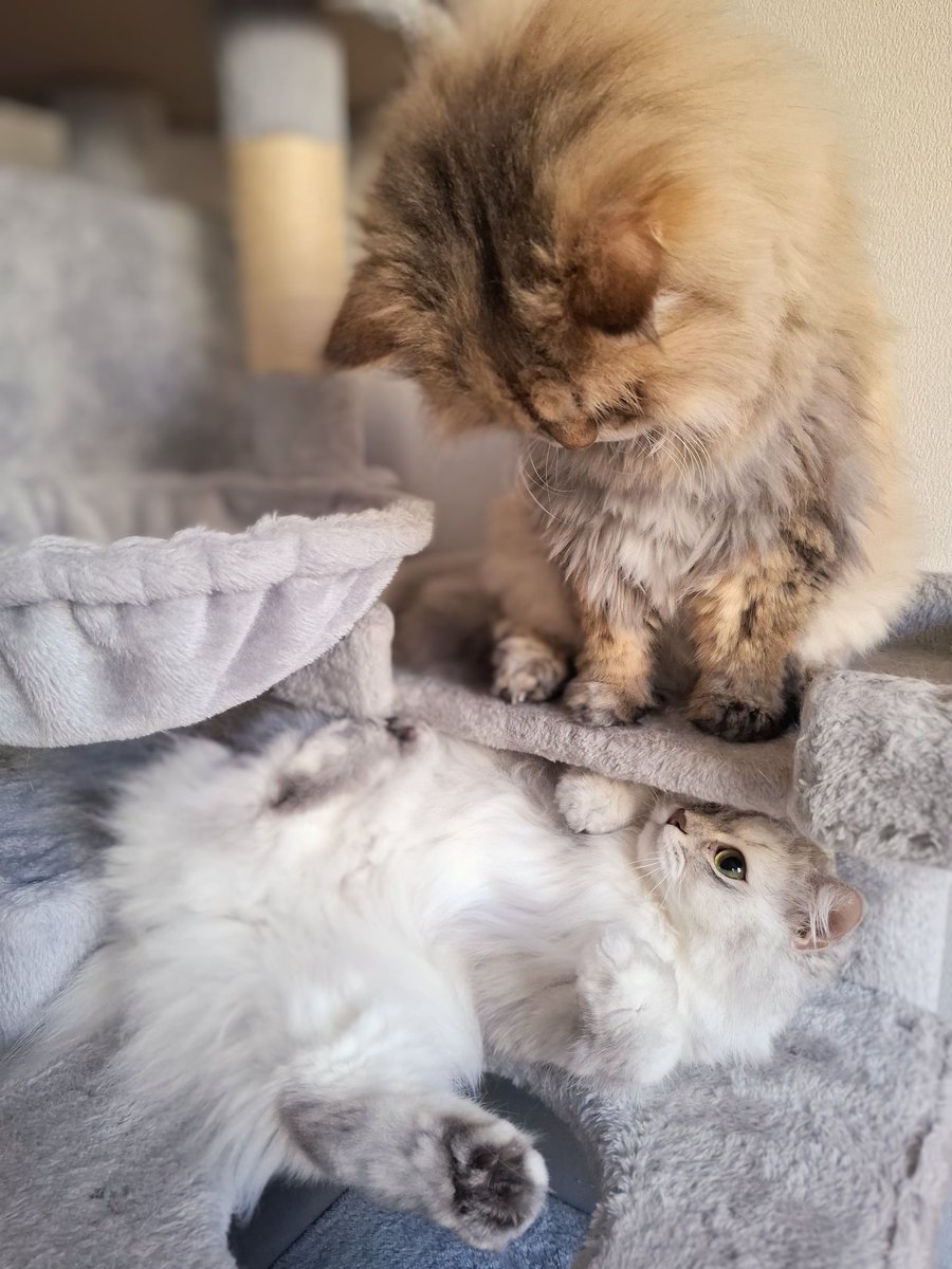 リンちゃんからも
　　　　おはにゃん☀️

朝ごはん前に
まず軽い運動にゃ

今日もよろちくね💓

#ミヌエット
#チンチラゴールデン