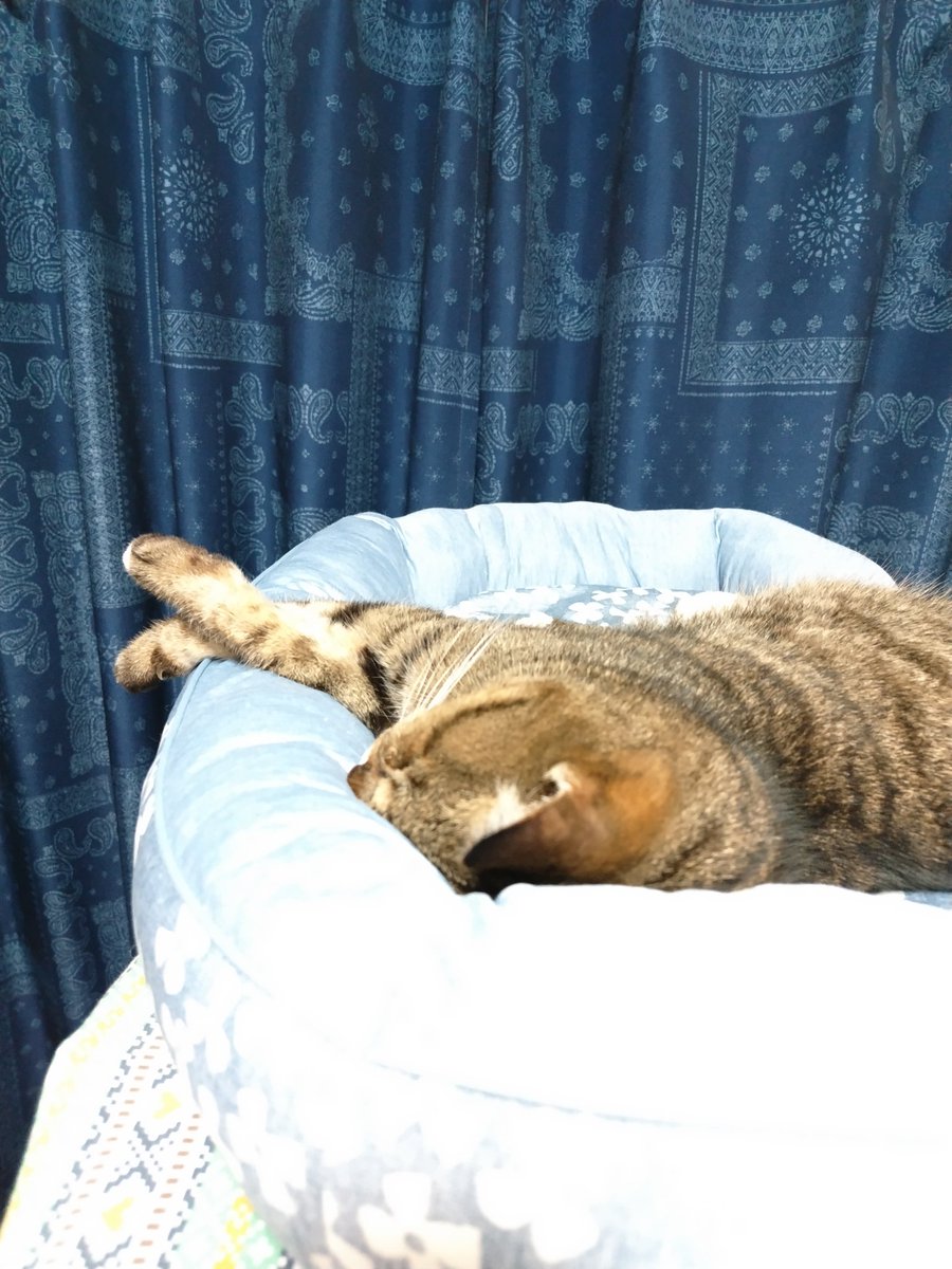 おはようございます☀
今日１日頑張れば、明日はお休みです🙌
今日も猛暑なので熱中症に気をつけましょうね🥤

今朝のにゃラームは朝の４時😱💦
睡眠時間５時間だとさすがに眠いです😴
#ねこかわいいね