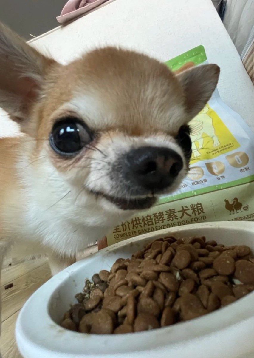 💖 (@twaniimals) on Twitter photo 
