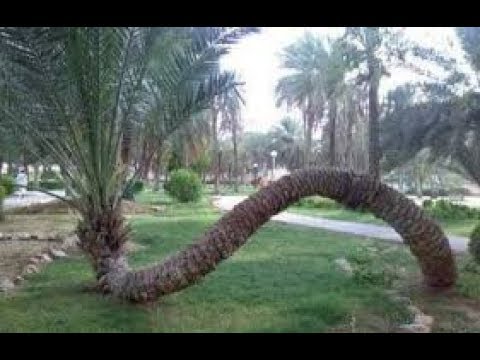 GameMood133264's tweet photo. النخله الذي رفض صاحبها باستبدالها بنخلة في الجنه 🚨🚨
كان رسول الله صلى الله عليه وسلم يجلس وسط أصحابه ذات يوم فد خل شاب يتيم إلى الرسول يشكو إليه...

قال الشاب: يا رسول الله، كنت أقوم بعمل 👇 https://t.co/gDpEMx9WuP