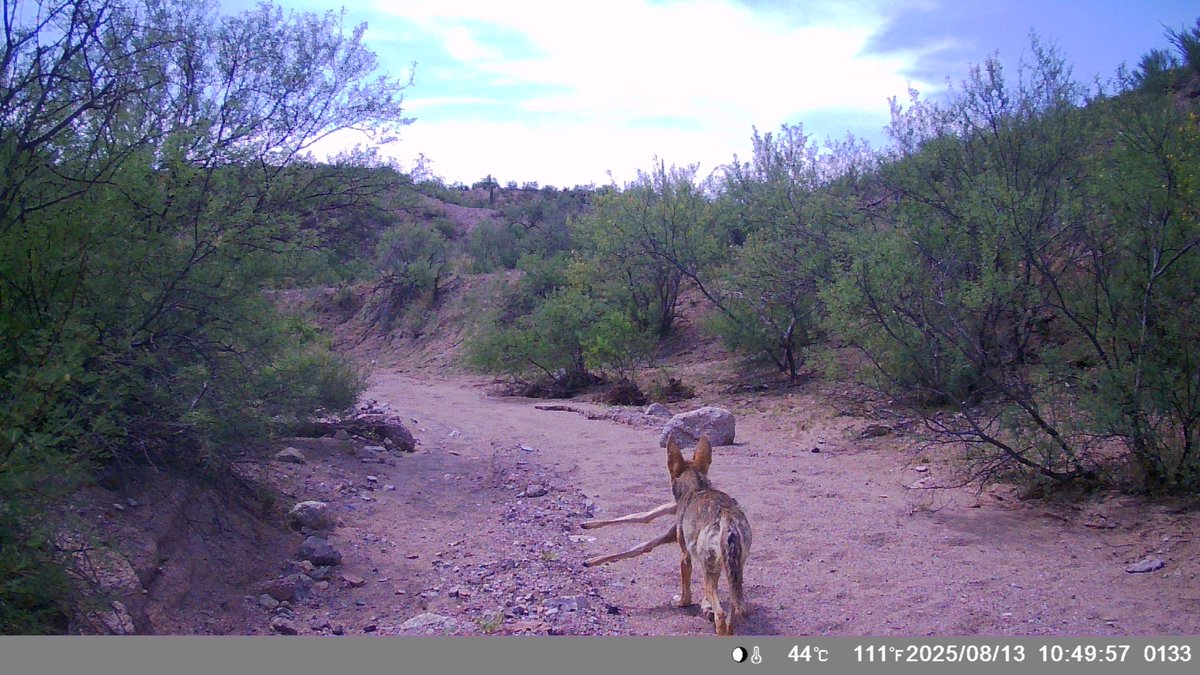 Well, this isn't what I expected to see on the #cameratrap! I wonder if the #coyote found the local mountain lion's kill and ran off with part of it?