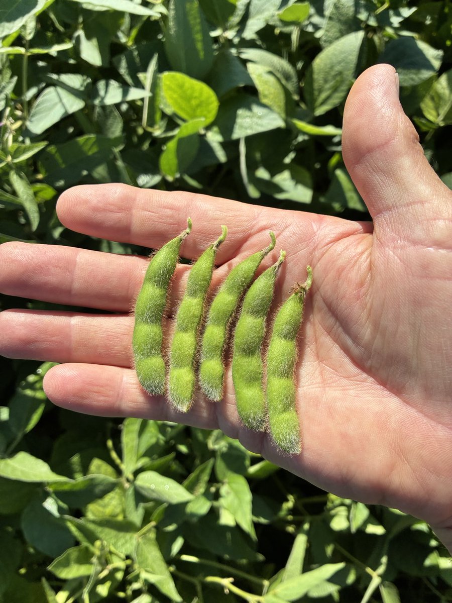 Not hard to find 4 beaners in DKB21-30XF today in a plot on the west end of Elgin County. Solid genetics at 3100 chu. ⁦<a href="/DEKALB_Canada/">DEKALB Canada</a>⁩