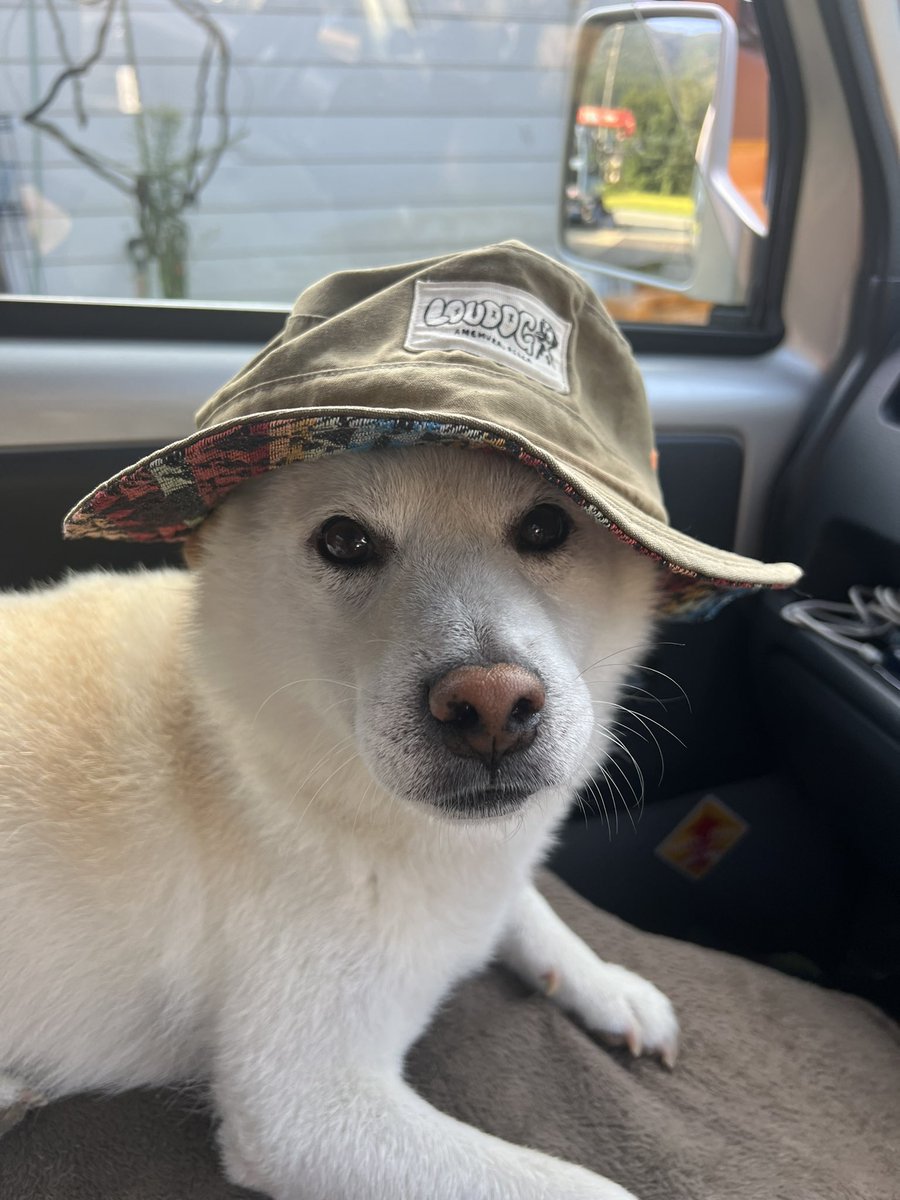 柴犬みかんQちゃん父ちゃん tweet media