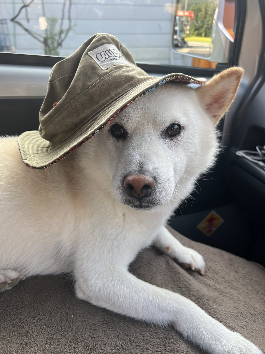 柴犬みかんQちゃん父ちゃん tweet media