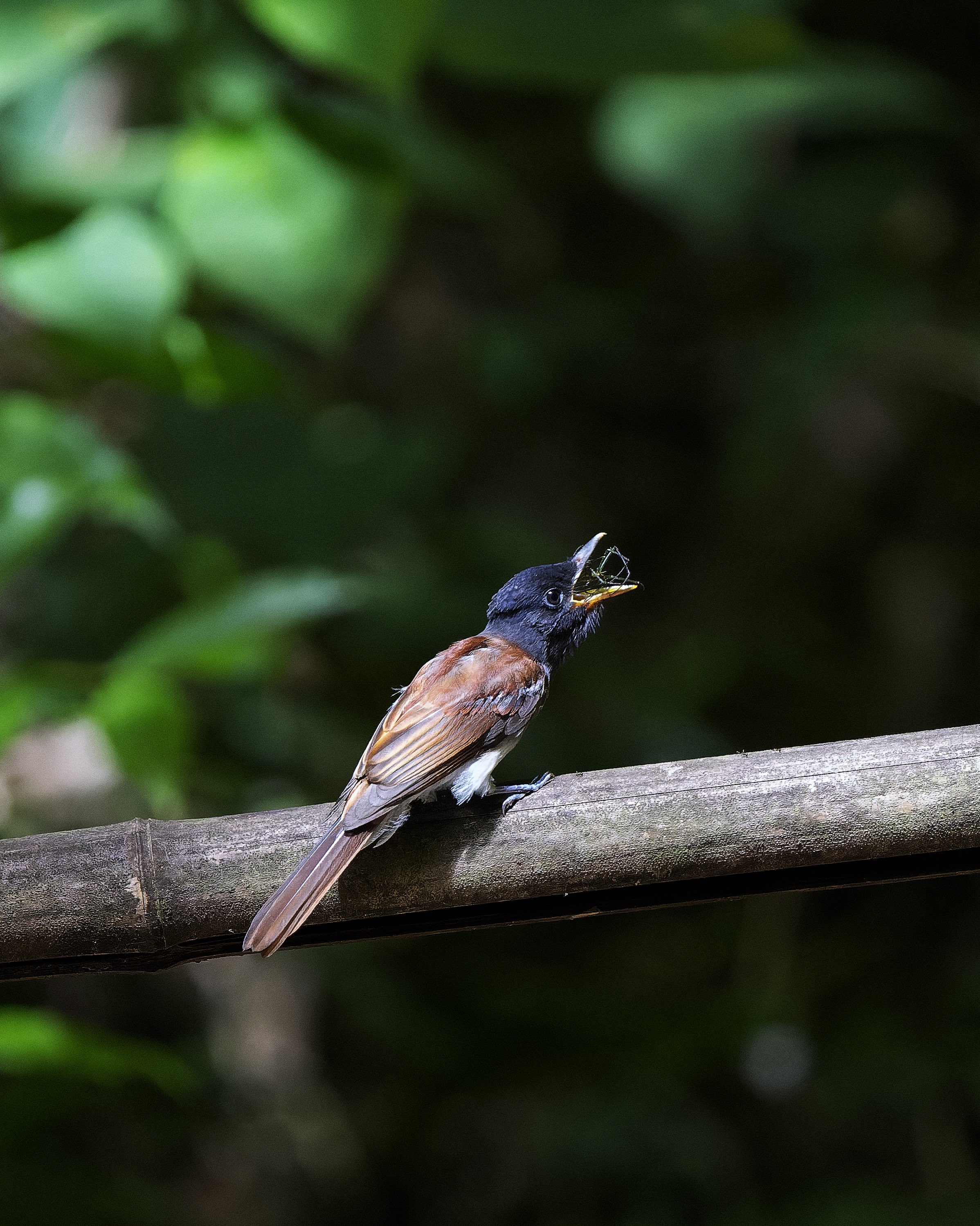 ちょこ⭐様 ちょこ色×きらきらロマン ｜ 283PRODUCTION STYLE ｜ アイドル
