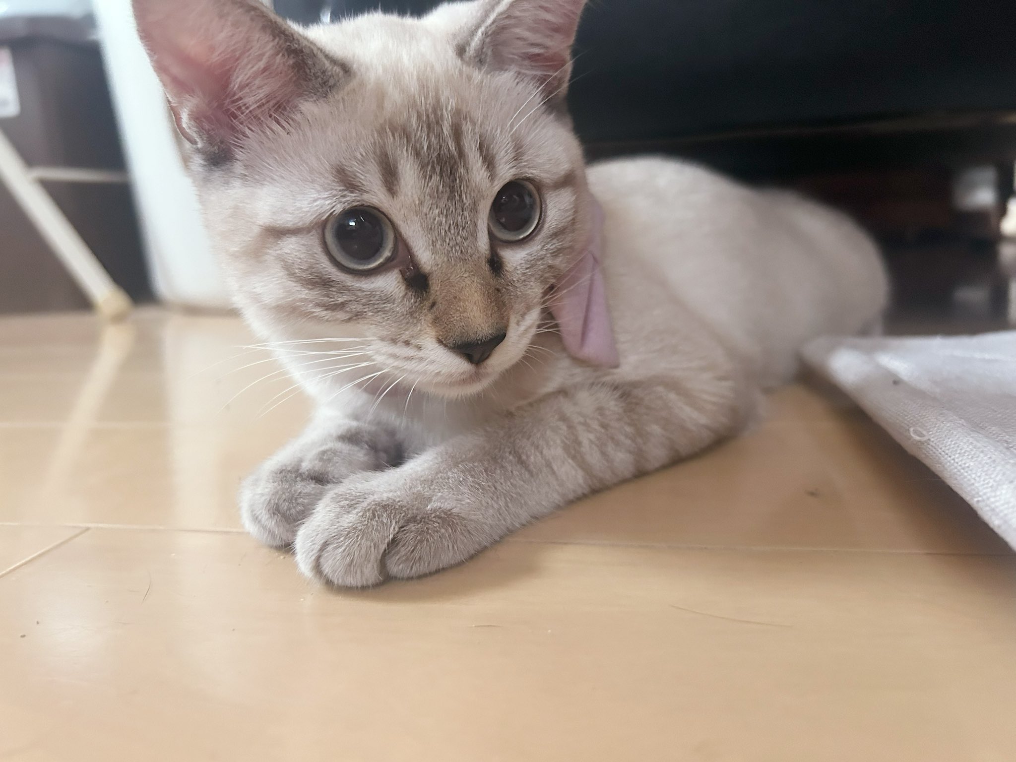 もずのあ🐈‍⬛ on X: 