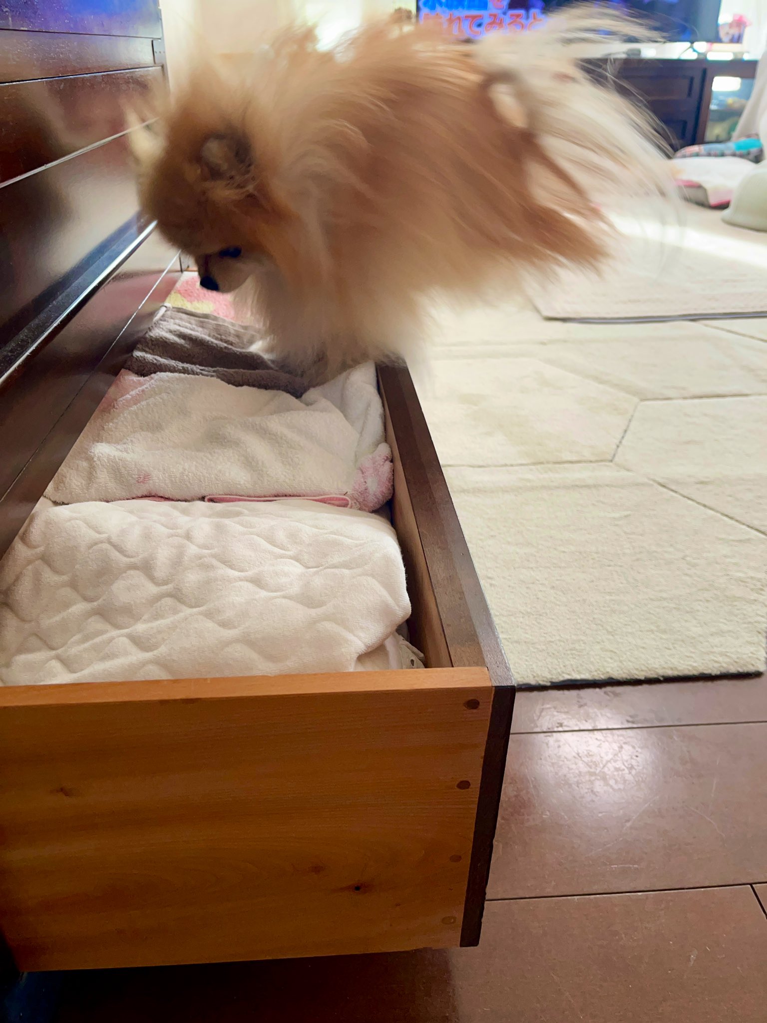 ⭐︎専用⭐︎ ポメラニアンの足様 ポメ飼いさんに届け！🧡 ＼ポメラニアングッズ特集／ ふわふわな