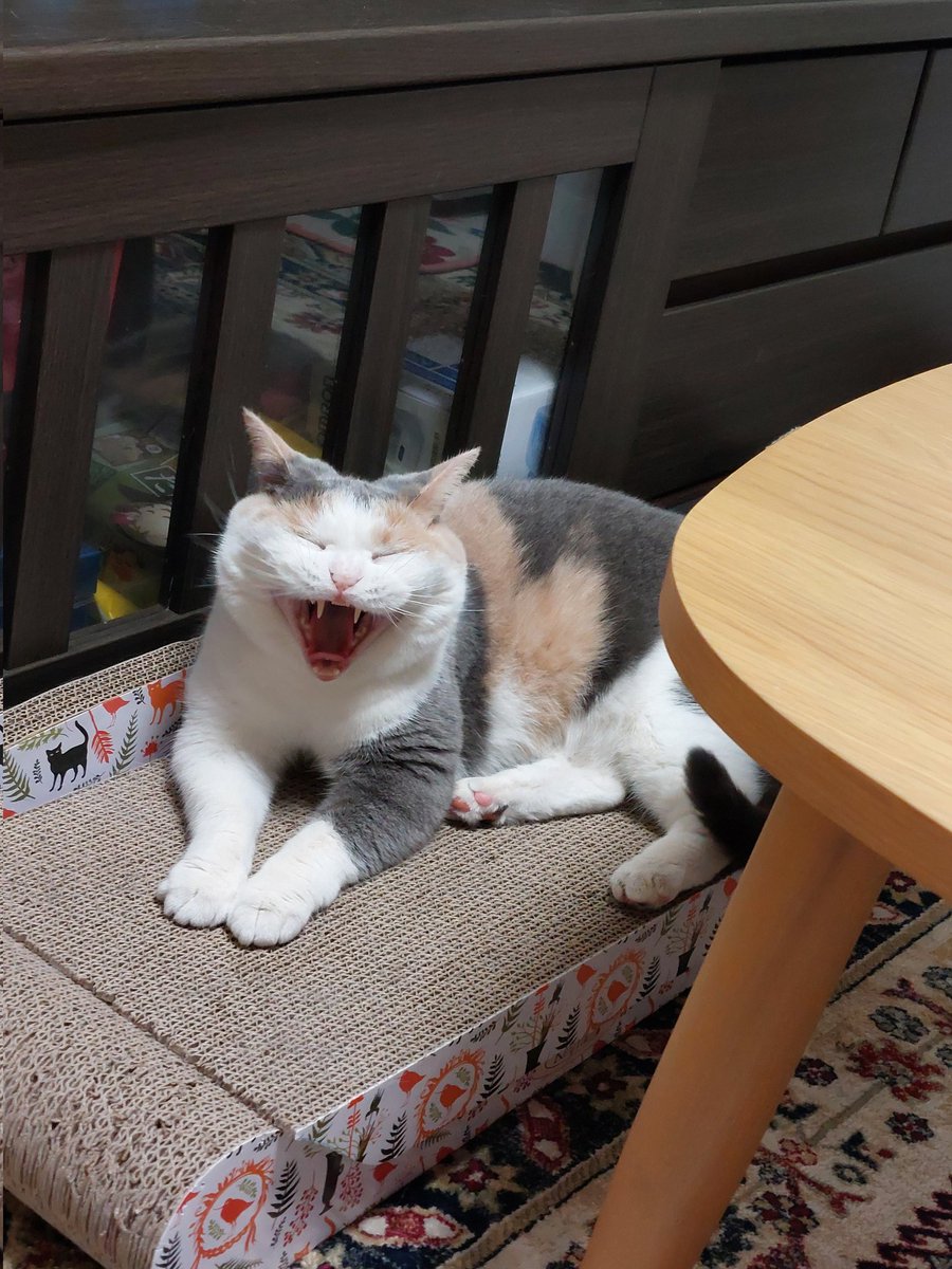 おはようございます☀️

 #ガオー曜日 
ふくの久しぶりのガオーだよ〜
ヽ(*'▽'*)ﾉ🎵

 #ねこかわいいね  #猫のいる幸せ 
 #猫好きさんと繫がりたい 
 #ブリティッシュショートヘア