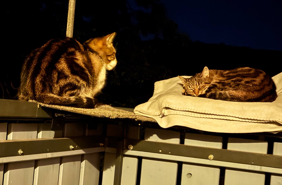 „Mama, schläfst du? Mama, ich muss dir aber was erzählen… Mama?….“  😴💤