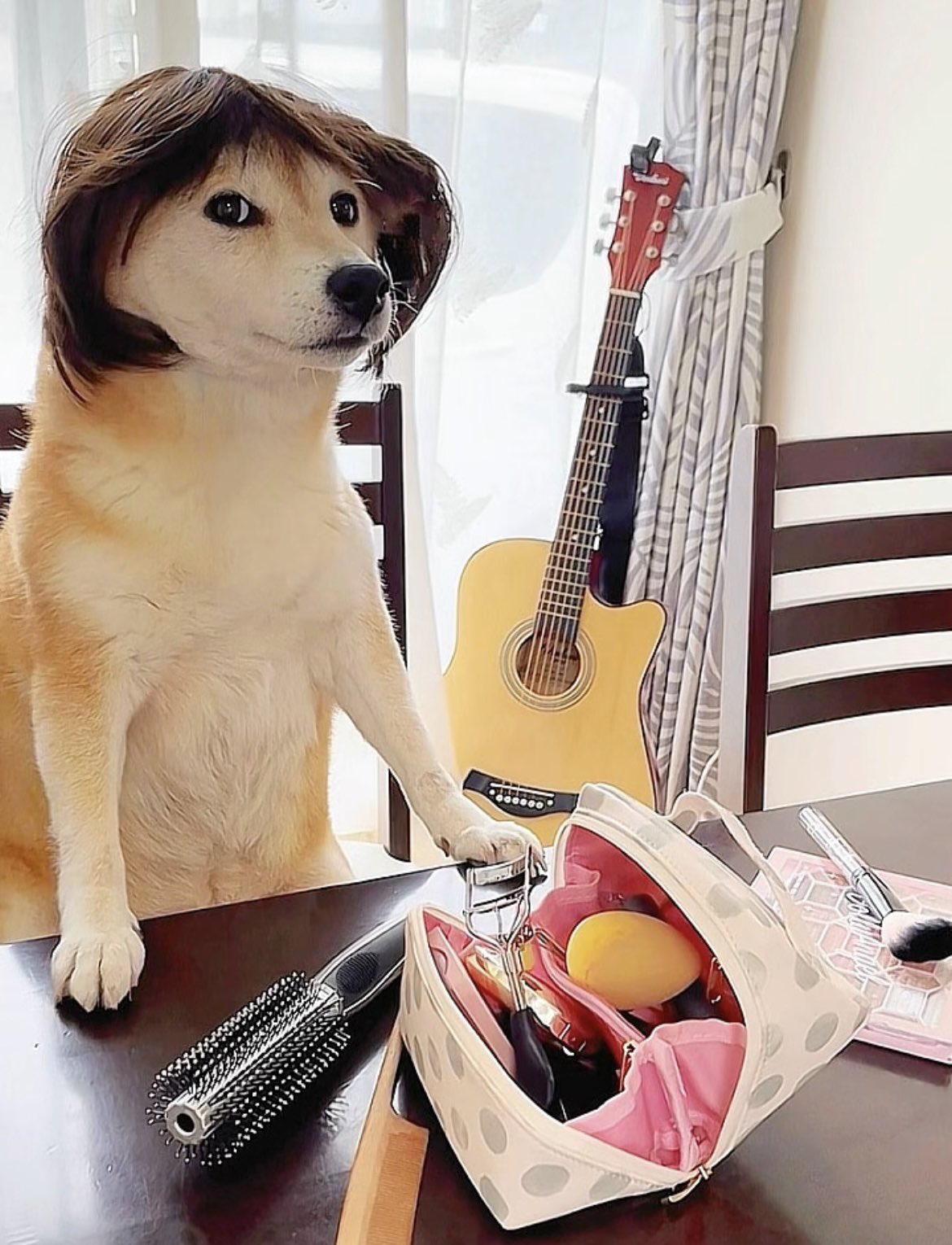柴犬·͜·♡もも on X: 